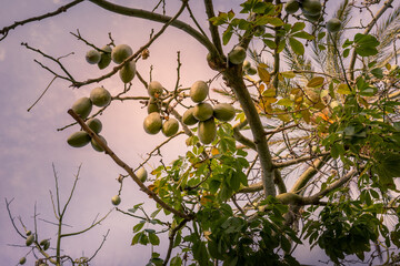 Grüne runde fruchte auf dem Baum.