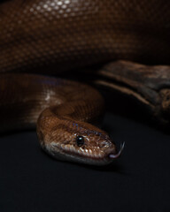 Epicrates cenchria maurus. Brown rainbow boa portrait on black background. Snake exotic pet studio shot