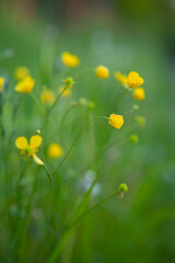 Beautiful summer wild flower meadow wth yellow blooming buttercups - ranunculus acris.