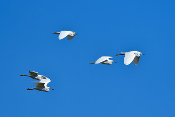 公園や川の水辺で見られる身近な美しい野鳥、コサギ