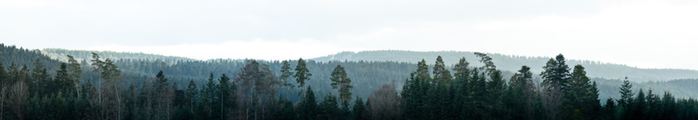 Amazing mystical rising fog forest trees woods landscape view in black forest blackforest ( Schwarzwald ) Germany wide long panoramic panorama banner - obrazy, fototapety, plakaty