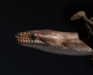 Epicrates cenchria maurus. Brown rainbow boa portrait on black background. Snake exotic pet studio shot