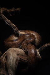 Epicrates cenchria maurus. Brown rainbow boa portrait on black background. Snake exotic pet studio shot