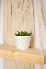 A green succulent flower in a clay pot on a wooden shelf on a light background. An element of decor in the interior. House plants. Home Decoration. Copy space.