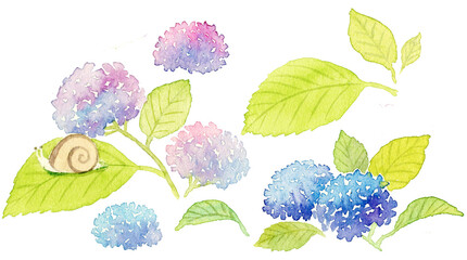水彩画の紫陽花とカタツムリ