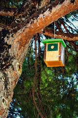 Artificial bird nest hanging from the branch of a pine in the forest.