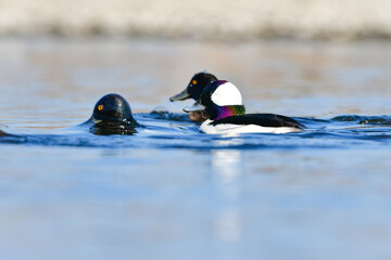 川や湖等の水辺で見られる珍しい鳥、純白と虹色の羽が美しいヒメハジロ