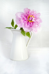 Still life with a gorgeous pink peony in a vase on a white background