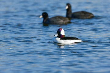 川や湖等の水辺で見られる珍しい鳥、純白と虹色の羽が美しいヒメハジロ