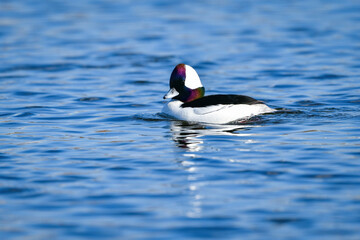川や湖等の水辺で見られる珍しい鳥、純白と虹色の羽が美しいヒメハジロ