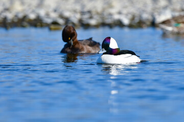 川や湖等の水辺で見られる珍しい鳥、純白と虹色の羽が美しいヒメハジロ