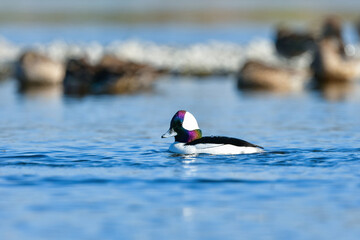 川や湖等の水辺で見られる珍しい鳥、純白と虹色の羽が美しいヒメハジロ