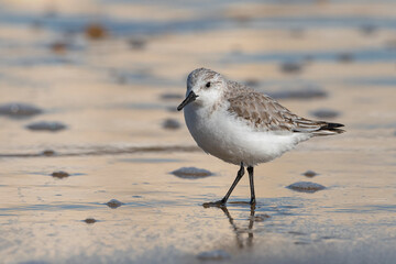 Sanderling walking along the tideline at daybreak
