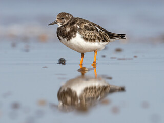 Turnstone standing in wet sand on the shoreline