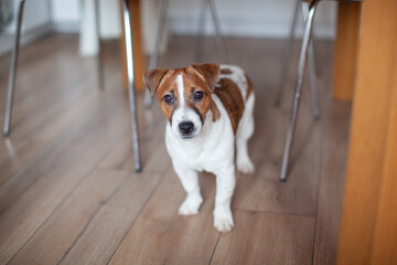Puppy jack russell terrier is standing in the kitchen under the table.