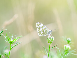 day butterfly of the family whiteflies on a wild flowers