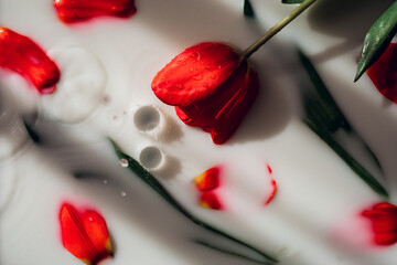 Red tulip petals in milk background