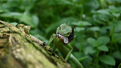 Head of a common green forest lizard trying to swallow a dead Coconut beetle