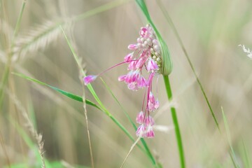 Delicate lilac flower with elegant hanging buds. Wild herbs and flowers.