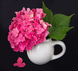 pink hydrangea on black background