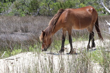 Wild horse grazing,