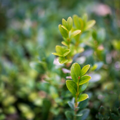 close up of green leaves