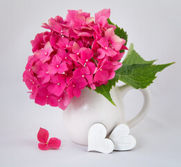 pink hydrangea isolated on white background