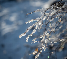 snow covered branches