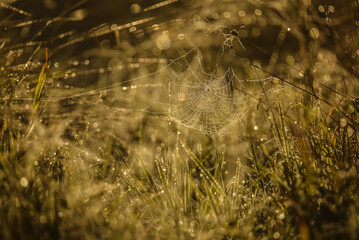 COBWEB - Drops of morning dew on a spider web