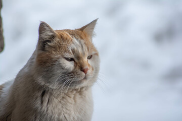 Portrait of a cat. Beautiful cat looks. The white cat is resting under the sun. A domestic pet