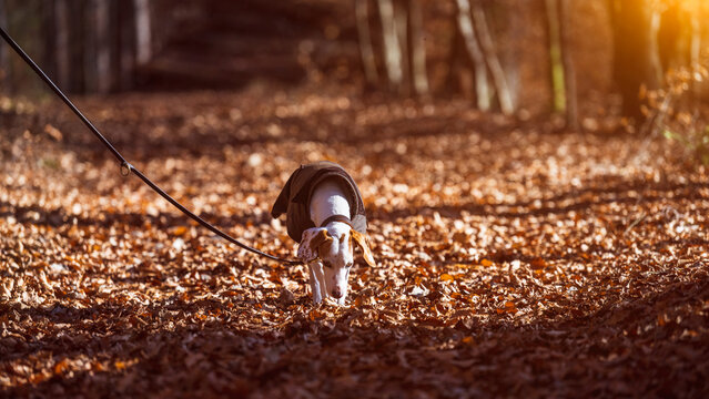 Istrian shorthaired hound wearing a coat having a walk in the autumn forest on a sunny day