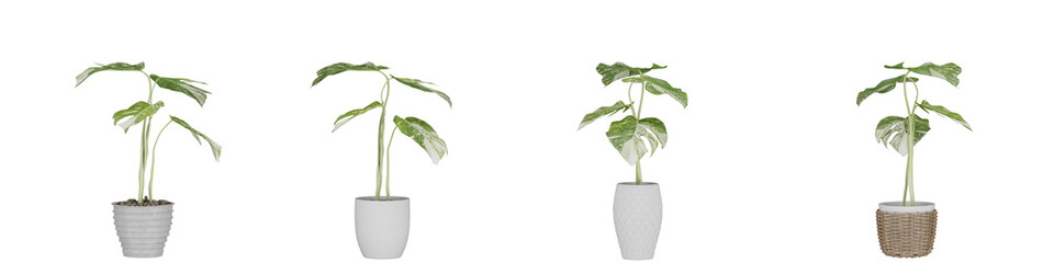 plant in pot, isolated on white, photoreal 3d render