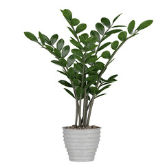 plant in pot, isolated on white, photoreal 3d render