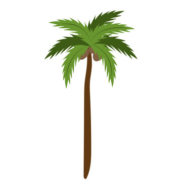 Coconut palm tree isolated on white background. Beautiful simple vector palm tree