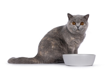 Adorable young blue tortie British Shorthair cat, sitting up side ways behind empty food bowl. Looking towards camera with pretty orange eyes. Isolated on a white background.