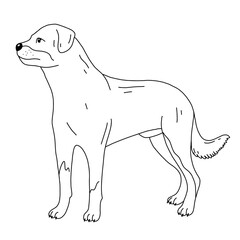 Rottweiler dog, vector cartoon cute outline illustration isolated on white background
