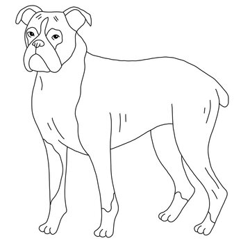 Boxer dog, vector cartoon cute outline illustration isolated on white background