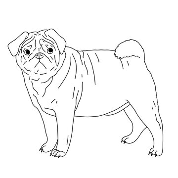 Pug dog cute cartoon outline illustration. Clipart image for sticker, children coloring books