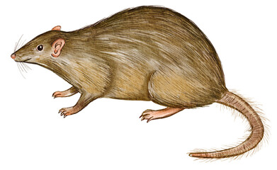 Hand drawn watercolor australian animals. Australian Christmas Island shrew illustration isolated on white background