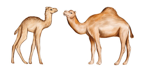 Hand drawn watercolor australian animals. Australian camels illustration isolated on white background