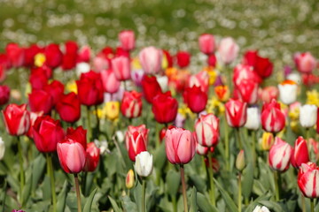 Bunt blühendeTulpen,  (Tulipa), Blumenbeet, Deutschland