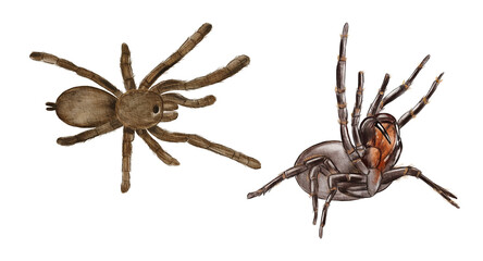 Hand drawn watercolor australian animals. Australian tarantula spider illustration isolated on white background