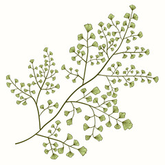 Illustration vector maidenhair fern. Hand drawn vector. A beautiful plant with details in the leaves.