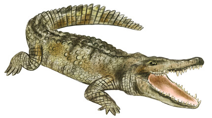 Hand drawn watercolor australian animals. Australian crocodile illustration isolated on white background