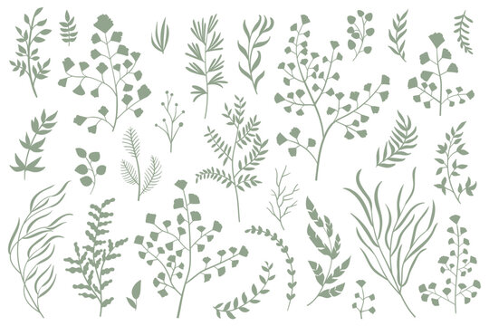Plants leave vector collection. Set of silhouettes of many plants, hand draw vector. Decorative set.	