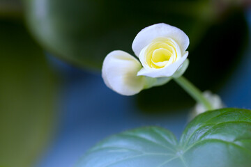 abstract image. a bud of a blossoming flower on a blurred background