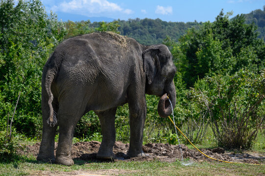 An Asian elephant stands against the background of the forest and the sky and holds a hose with running water in its trunk. Rear view.