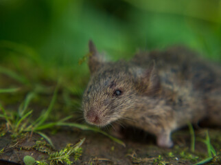 field mouse, scary mouse with scary eyes on a natural background
