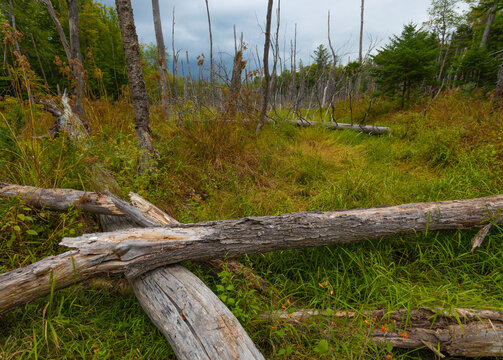 Maine marsh with lots of dead trees