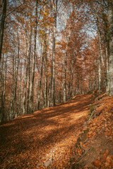 São Lourenço Beech Tree Forest, pathway leaves fall in ground landscape on autumnal background in November, Manteigas, Serra da Estrela, Portugal.
